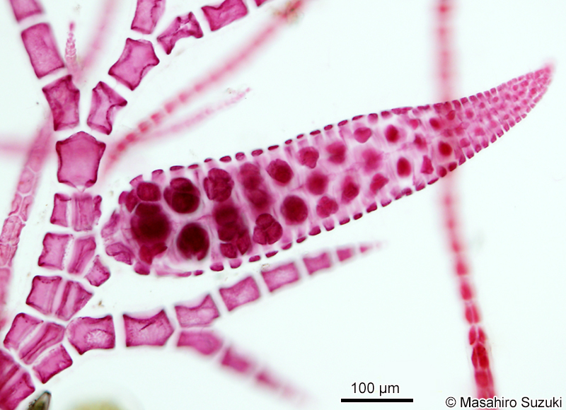 シマダジア Heterosiphonia pulchra